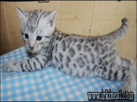 Discover our bengal kittens & cats that are currently for sale. The Biggest Myth About White Bengal Cat For Sale Exposed ...