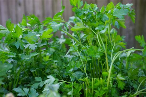 How To Grow Parsley In An Organic Herb Garden Gardenary