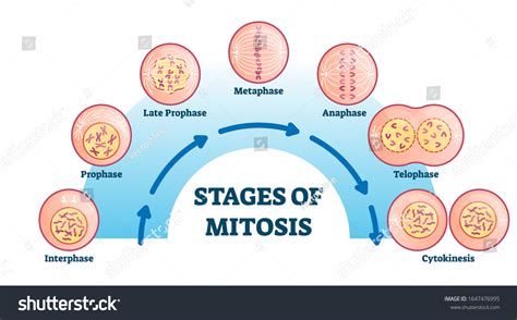 Stages Of Mitosis Diagram Labeled