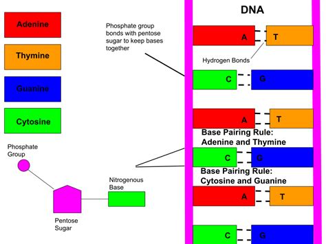 (i) store genetic information in ar coded form. Nucleic Acids - MHCC Biology 112: Biology for Health ...