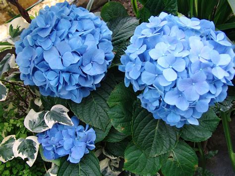 Why Wont My Hydrangea Bloom Sals Nursery And Landscaping