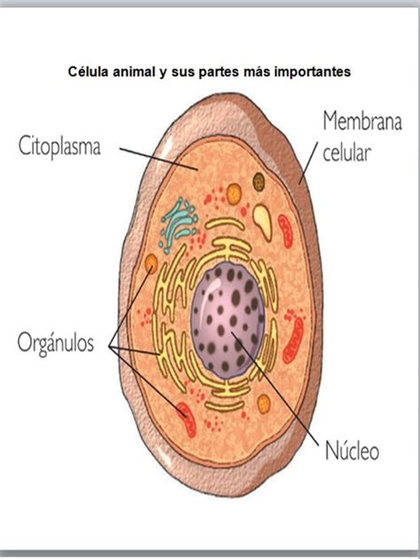 Célula Animal Vegetal Y Sus Partes Citoplasma Nucleo Celular