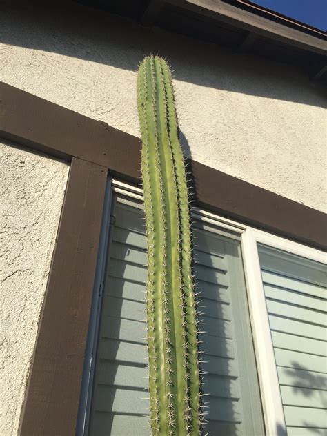 Tall Cactus Cactus Plants Tall Cactus Cactus