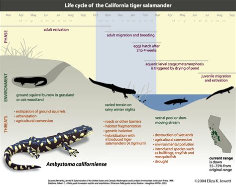 California Tiger Salamander Afarensis Anthropology Evolution And