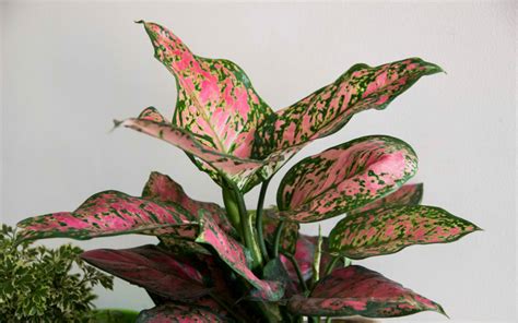 Some flowers flourish with sunlight and some without sunlight. 20 Plants that Grow Without Sunlight - Garden Lovers Club