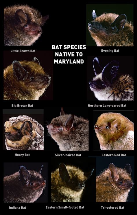 Types Of Bats The American Mastermind