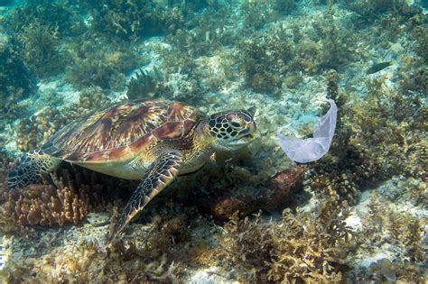 Deadly Attraction Why Sea Turtles Eat Ocean Plastics