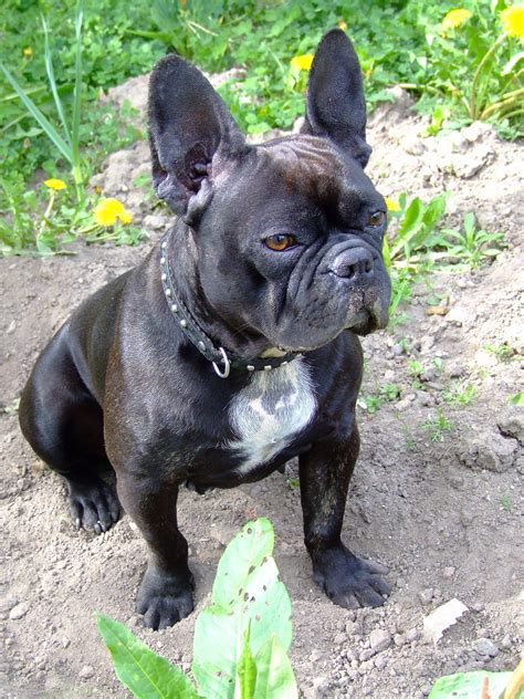 French Bulldog Nora On The Ground Free Stock Photo Public Domain Pictures