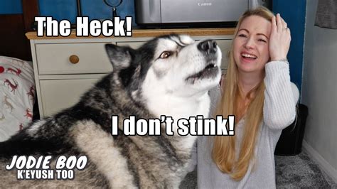 husky hates being told he smells boops me in the face youtube