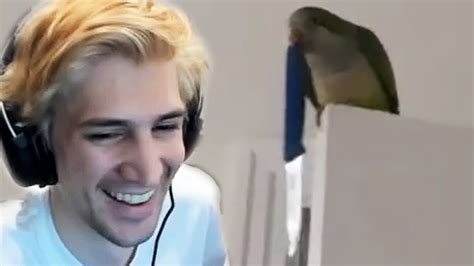 Xqc Reacts To Memes That Are Actually Funny Youtube
