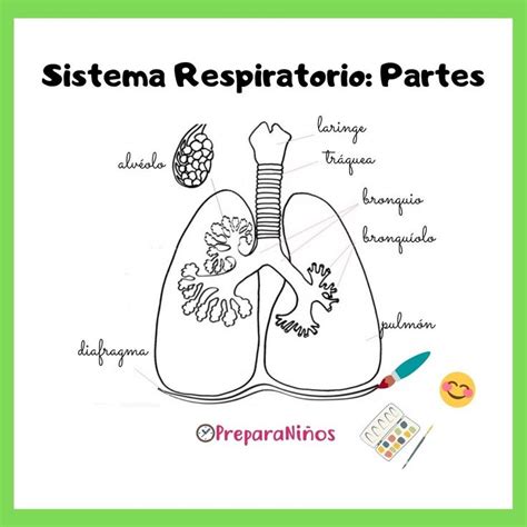 Sistema Respiratorio Para Niños En 2021 Sistema Respiratorio Sistema