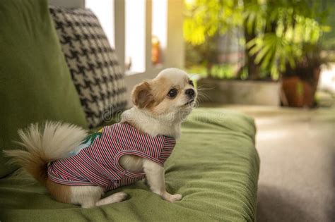 Cute Puppy Sitting On The Sofa On Autumn Morning At Home Stock Photo