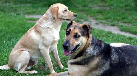 Two Dogs Stock Image Image Of Bred Breed Nature Mammals 15629595