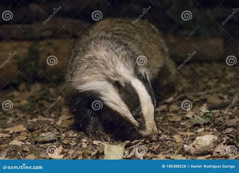 Badger In The Night Stock Photo Image Of Meles Horizontal 180388228