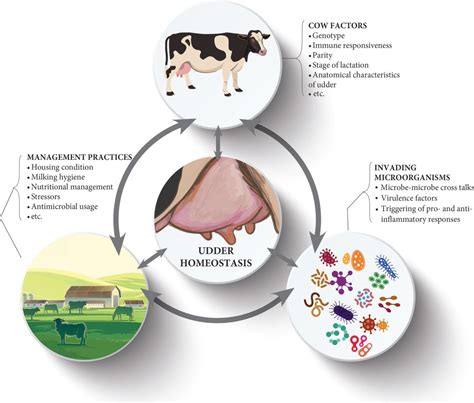 Invited Review Microbiota Of The Bovine Udder Contributing Factors