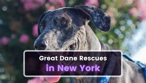 8 Great Dane Rescues In New York Ny 2023 Shelters