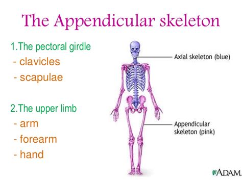 The lower portion of the appendicular. The appendicular skeleton