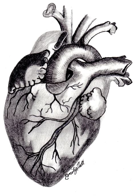 Vintage Anatomical Heart Drawing Free Download On Clipartmag