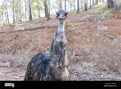 Australia Wild Emu In Nature Reserve Stock Photo Alamy