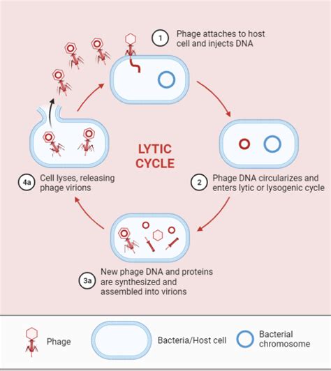Lytic Cycle Rethink Biology Notes