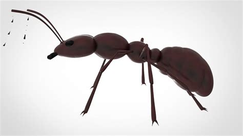 an ant 3d model cgtrader