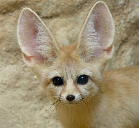 Meet Charlie The Fennec Fox Smithsonians National Zoo