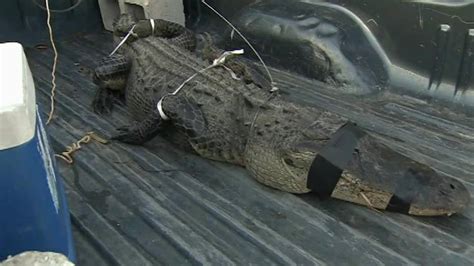 Huge Alligator Captured By 80 Year Old Florida Man ‘that Thing Tugged