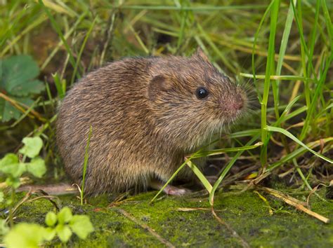 Voles Trapping And Removal In Virginia Professional Pest Control