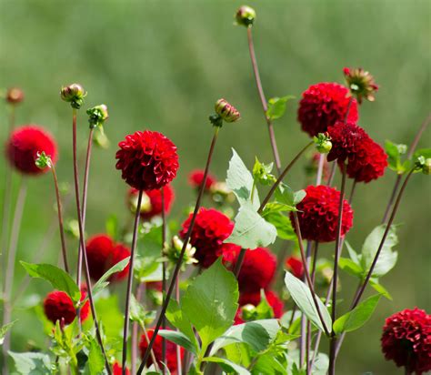 Blumen Rot Foto & Bild | rot, natur, bokeh Bilder auf fotocommunity