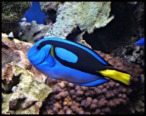 Blue Tang Fish Wallpapers Pets Cute And Docile