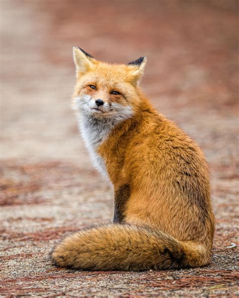 Red Fox By Enrico Forlini Photo 132580047 500px Funny Animal Memes