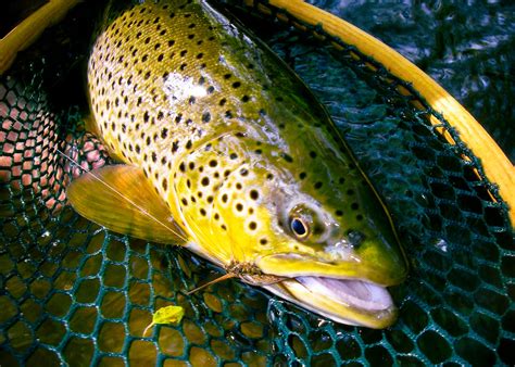 Streamer Tactics For Small Trout Water Fly Fishing Gink And
