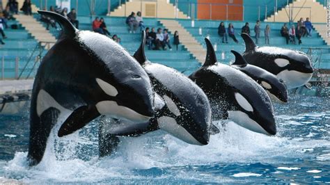 Captive Killer Whale To Be On Endangered Species List