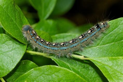 Blue Caterpillar Malacosoma Disstria Bugguidenet