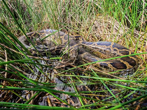 Pythons Wipe Out Rabbits—and Probably Much More—in Everglades Science