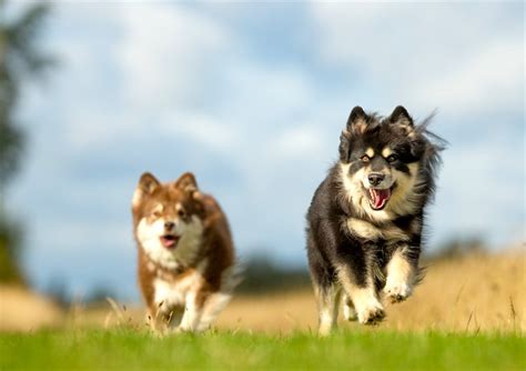 5 Things To Know About Finnish Lapphunds Petful