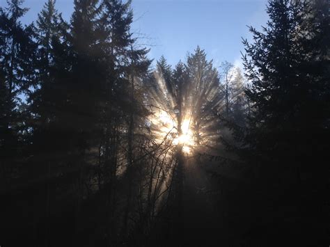 Crepuscular Rays In A Foggy Pacific Northwest Forest Oc Sky Photos