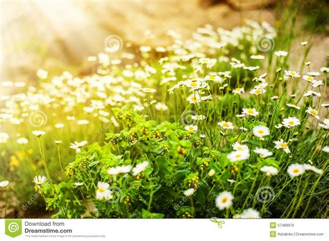 Wild Camomile Flowers Growing On Green Meadow Stock Image Image Of