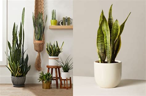 Snake plants are actually succulents, which means they store extra water in their leaves, stems, and roots and can thrive in drier there are two main methods you can use to propagate your snake plant in soil, and they should result in new growth within four to six weeks Yikes, The Viral Snake Plant May Actually Be Harmful To ...