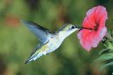 What Type Of Flowers Do Hummingbirds Like Photos