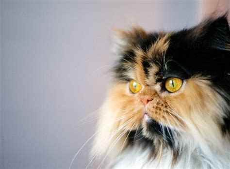 Calico Persian Cat With Golden Eyes By Stocksy Contributor Cara