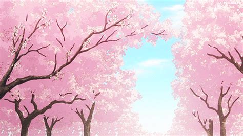 Sakura Tree Anime Amino