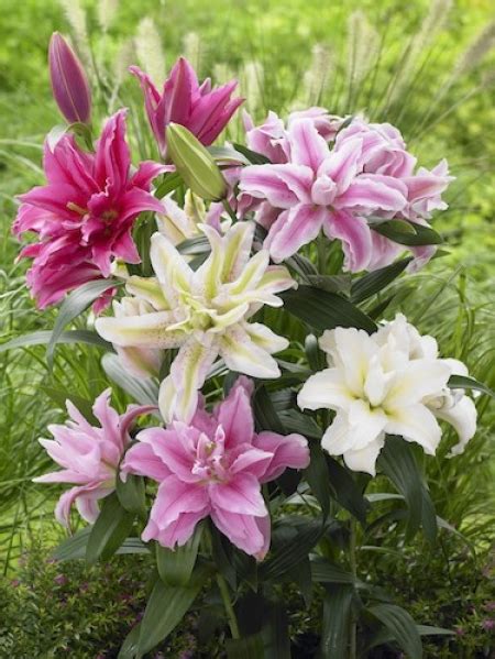 Buy Lily Bulbs Roselily Collection Pack Of 10 Bulbs Gold Medal