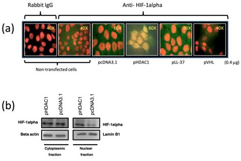 E Expression And Localization Of HIF 1alpha In HaCaT Cells Transfected