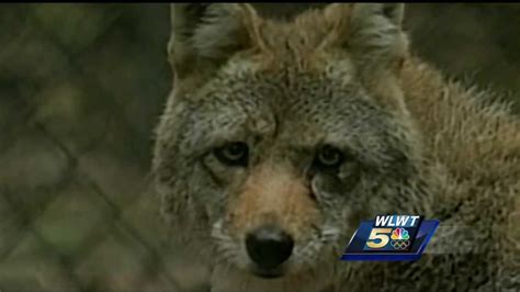 Glendale Police Issue Warning Beware Of Aggressive Coyotes In Area