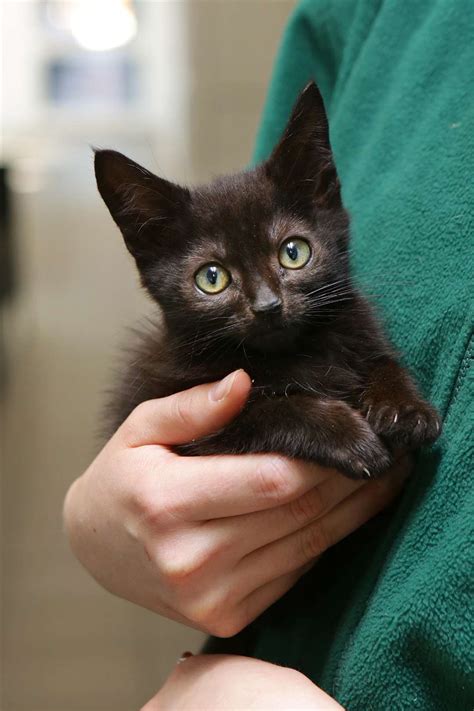 Foster homes make a great scenario for adopters to meet and mingle with your potential furry family members. Black Cat Awareness Month is being celebrated by RSPCA ...