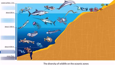 Ch 3 Zones Of Ocean Marine Ecosystem Diagram Quizlet