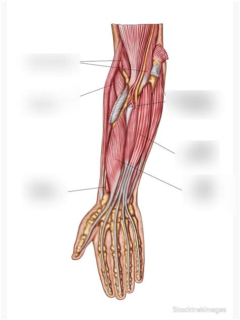 Anterior Forearm Deep Diagram Quizlet