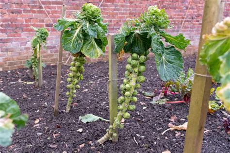 Growing Brussels Sprouts Gardening And Planting Guide Plants Spark Joy