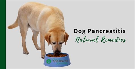 Prognosis for dogs with pancreatitis. Dog Pancreatitis Remedies, Supplements and Diet